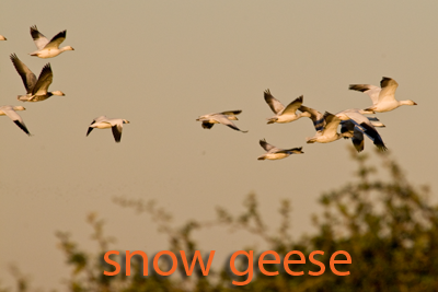 Snow geese flying