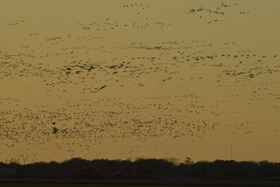 Flying geese at sunset