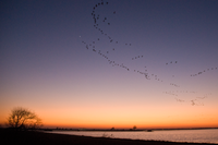 geese flying in pattern