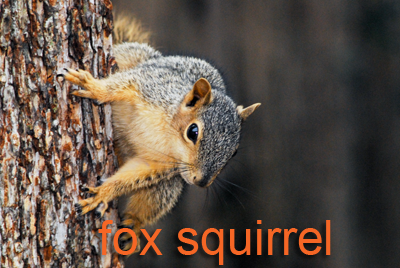 Fox Squirrel