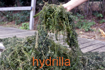 Hydrilla