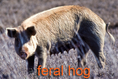 Feral hog sow