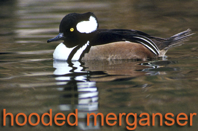 Hooded Merganser