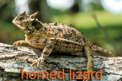 Horned Lizard