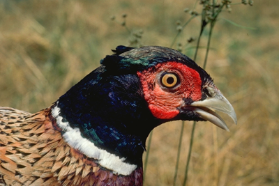 Pheasant