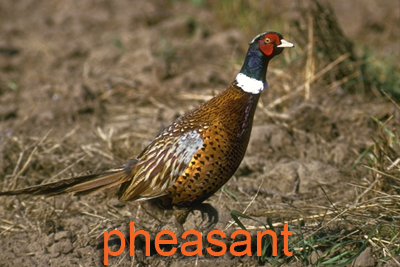 Ring-necked Pheasant