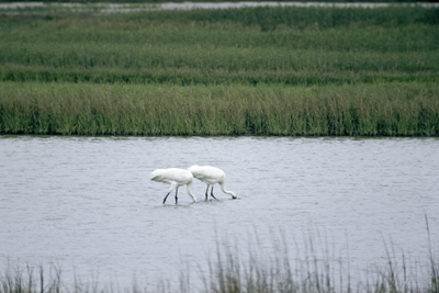 Shore birds