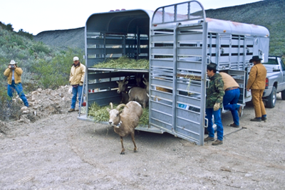 Big Horn Sheep release