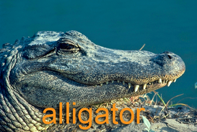 Close up of alligator