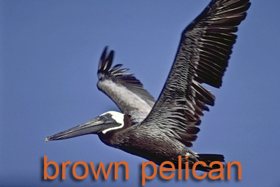 Brown Pelican