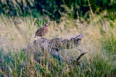 Quail