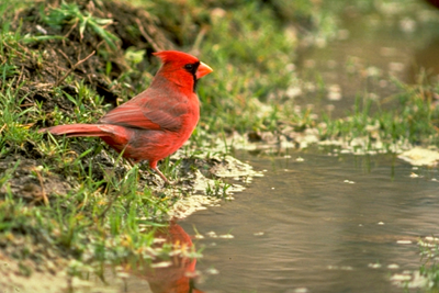 Nothern Cardinal, male