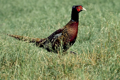 Pheasant