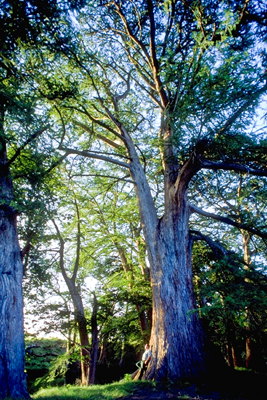 Bald Cypress