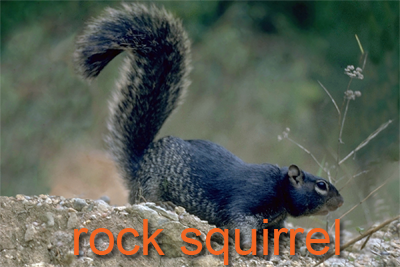 Rock Squirrel