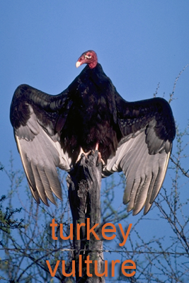 Turkey vulture