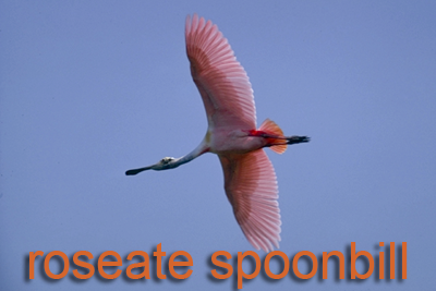 Roseate Spoonbill