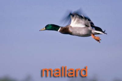 Mallard