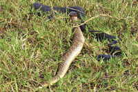 Indigo snake eating a Diamonback rattlesnake