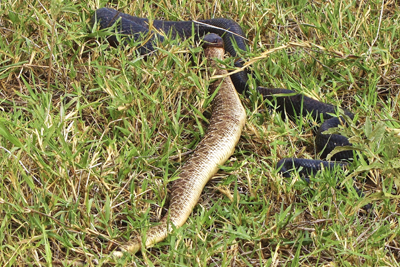 Indigo snake eating a Diamonback rattlesnake