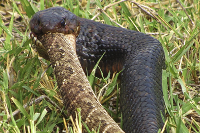 The Texas Indigo Snake Eats Rattlers for Breakfast