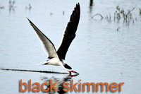 Black Skimmer