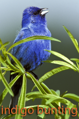 Male Indigo Bunting