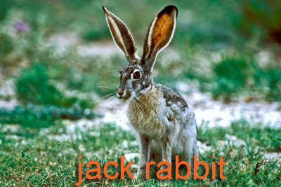 Jack Rabbit