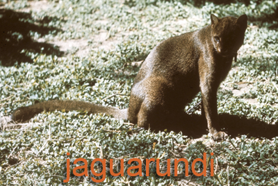 Jaguarundi Texas