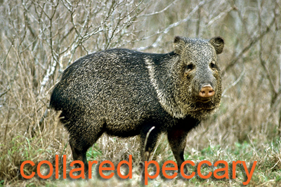 Javelina