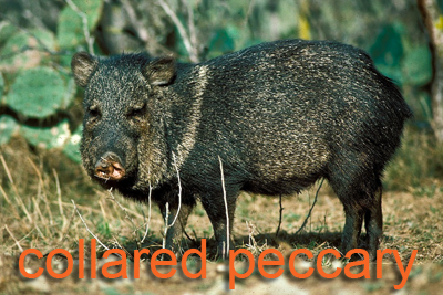 Javelina