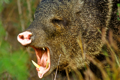 Javelina tusks