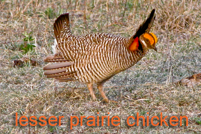 Lesser prairie chicken
