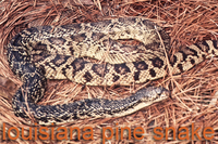 Louisiana Pine Snake