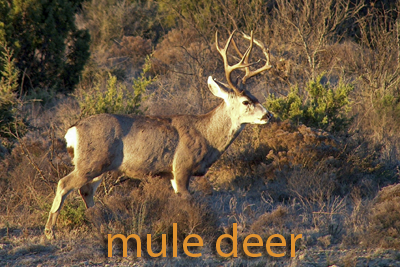 Mule Deer Buck