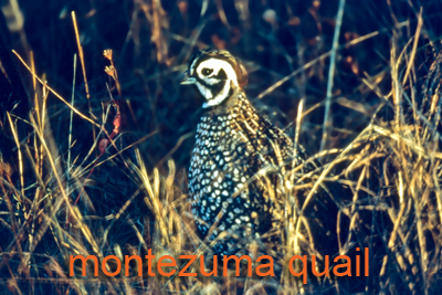 Montezuma's quail