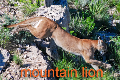 Mountain Lion jumping