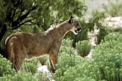 Mountain Lion