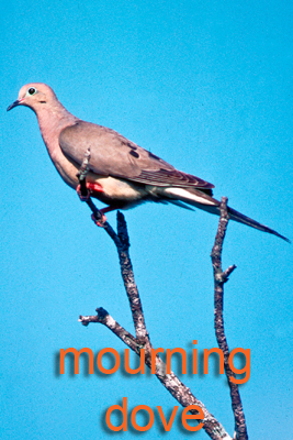 Mourning dove