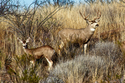 Mule deer