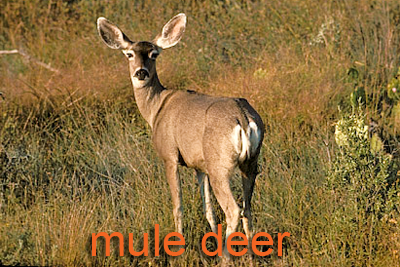 Mule Deer Doe — Texas Parks & Wildlife Department