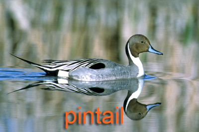 Northern pintail