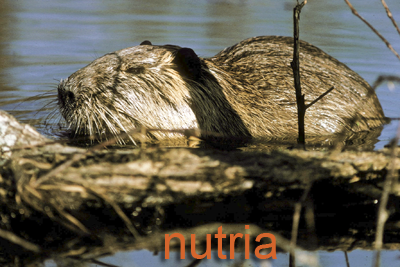 Nutria