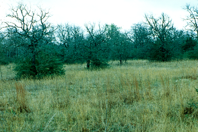oaks and grassland