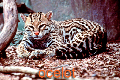 Ocelot