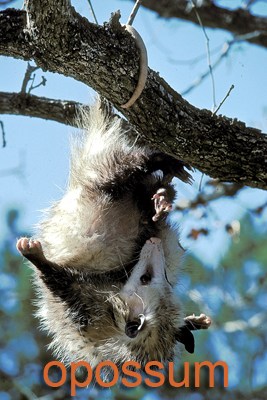 Opossum