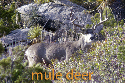 Mule Deer buck