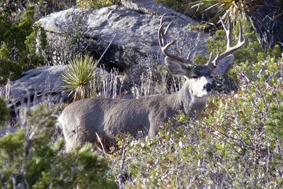 Mule deer