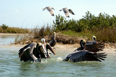 Pelicans and gulls