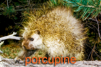 Porcupine